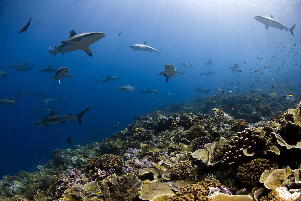 Sharks, coral reef in Millennium Atoll in the Southern Line Islands