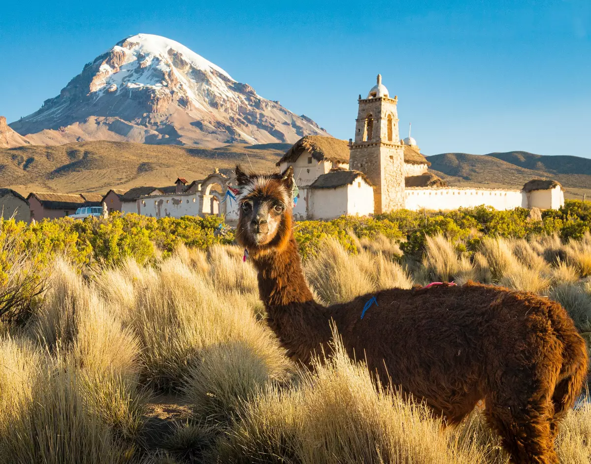 Alpaca in front of Nevado Sajama