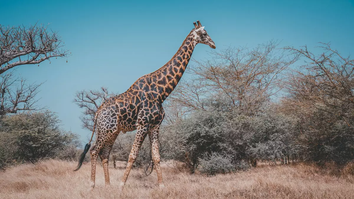Giraffe, Bandia