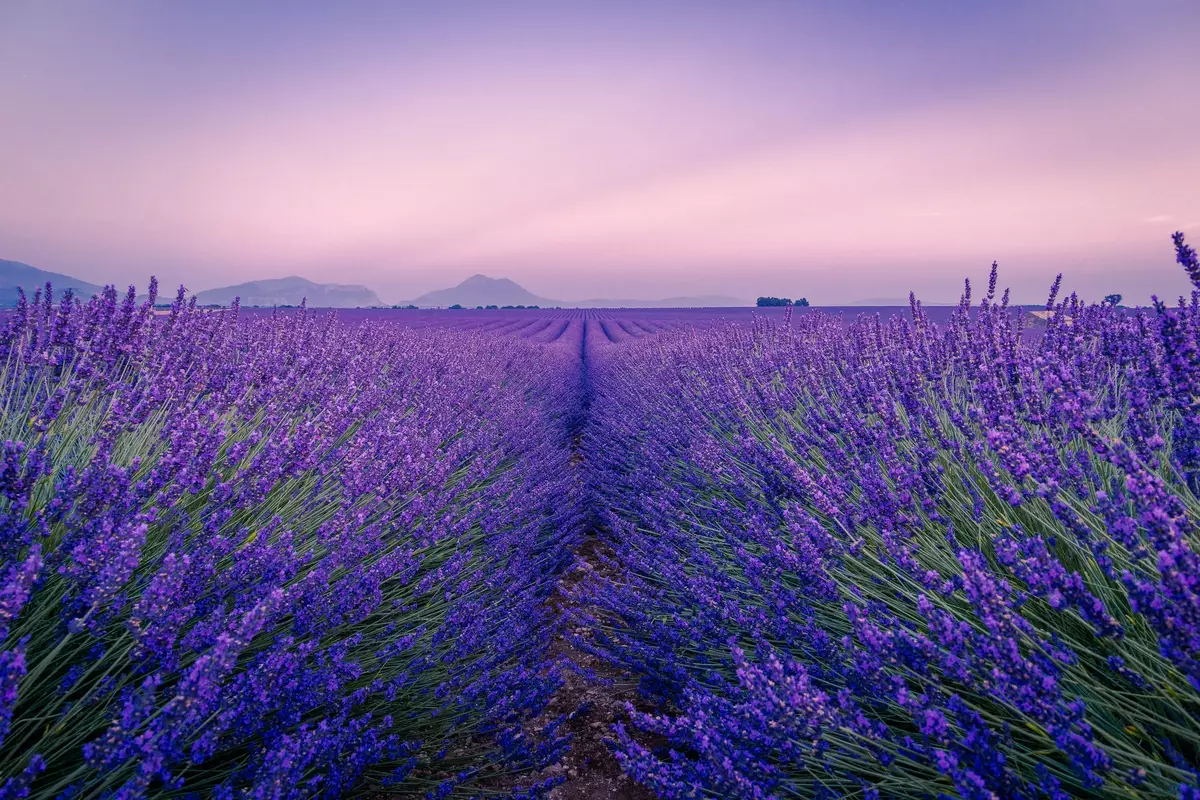 Valensole, Provence