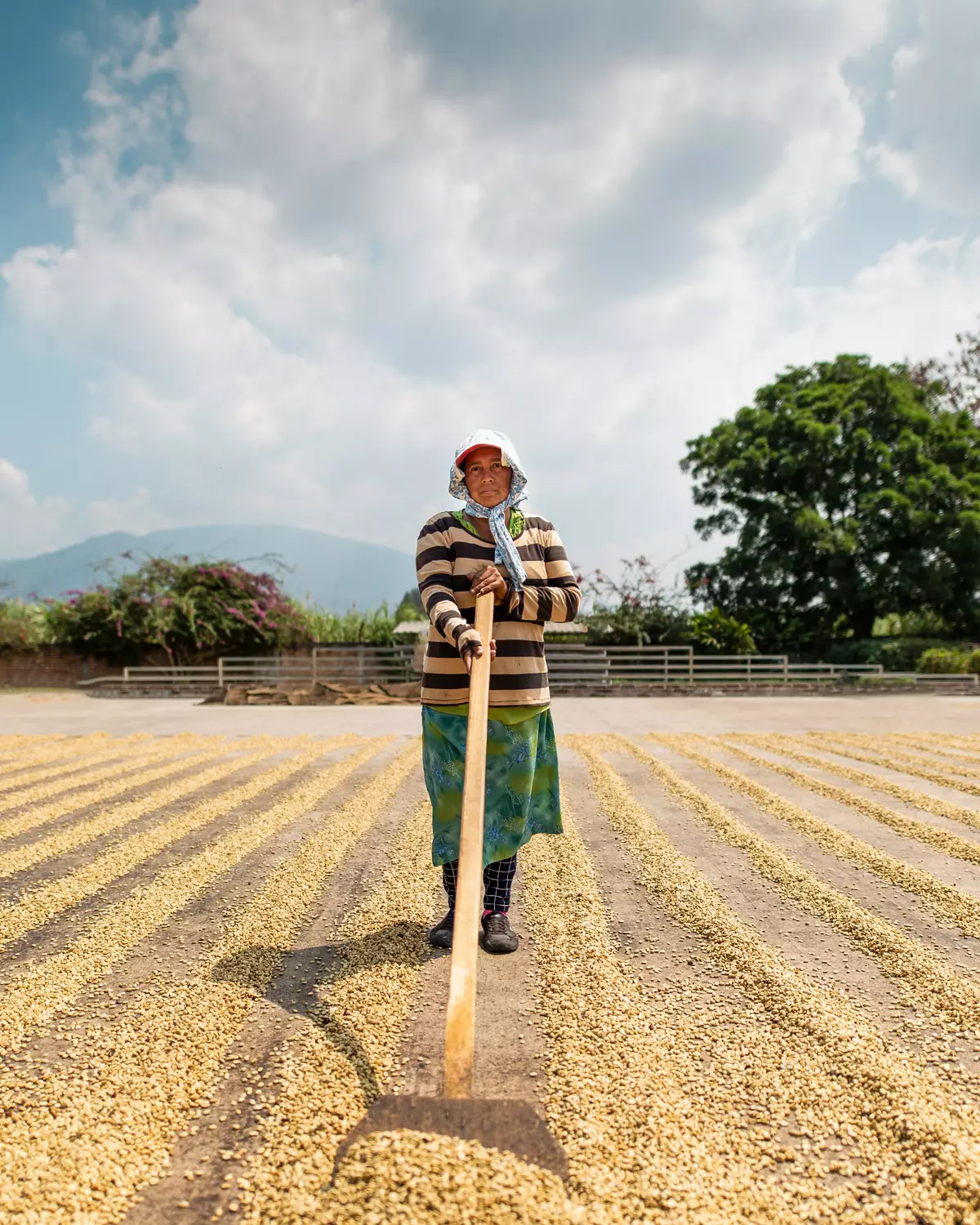 Coffee drying, Pacas Mill