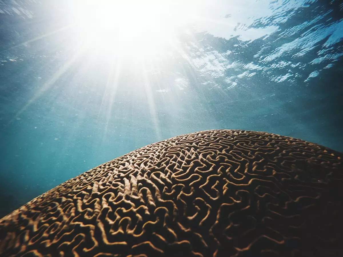 Coral in Marigot Bay