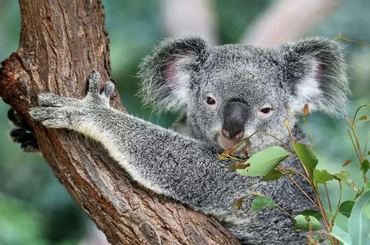 Koala