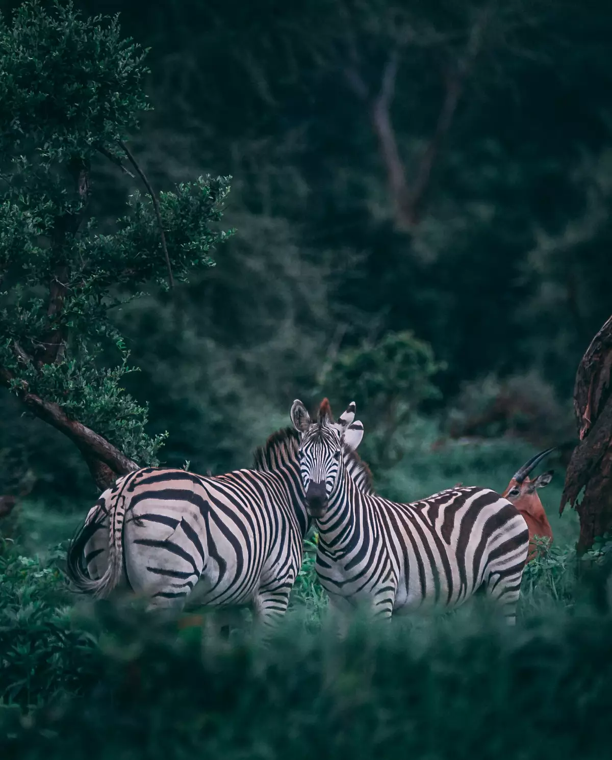 Chobe National Park