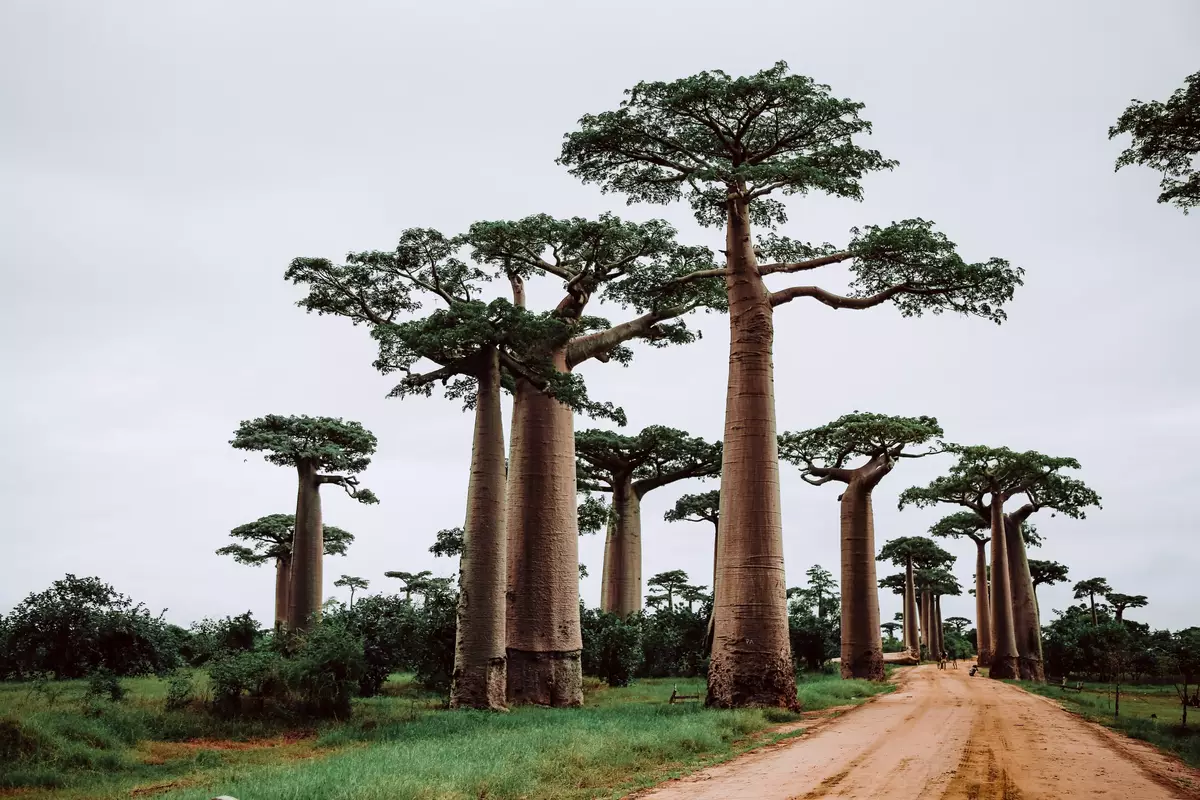 Baobab trees
