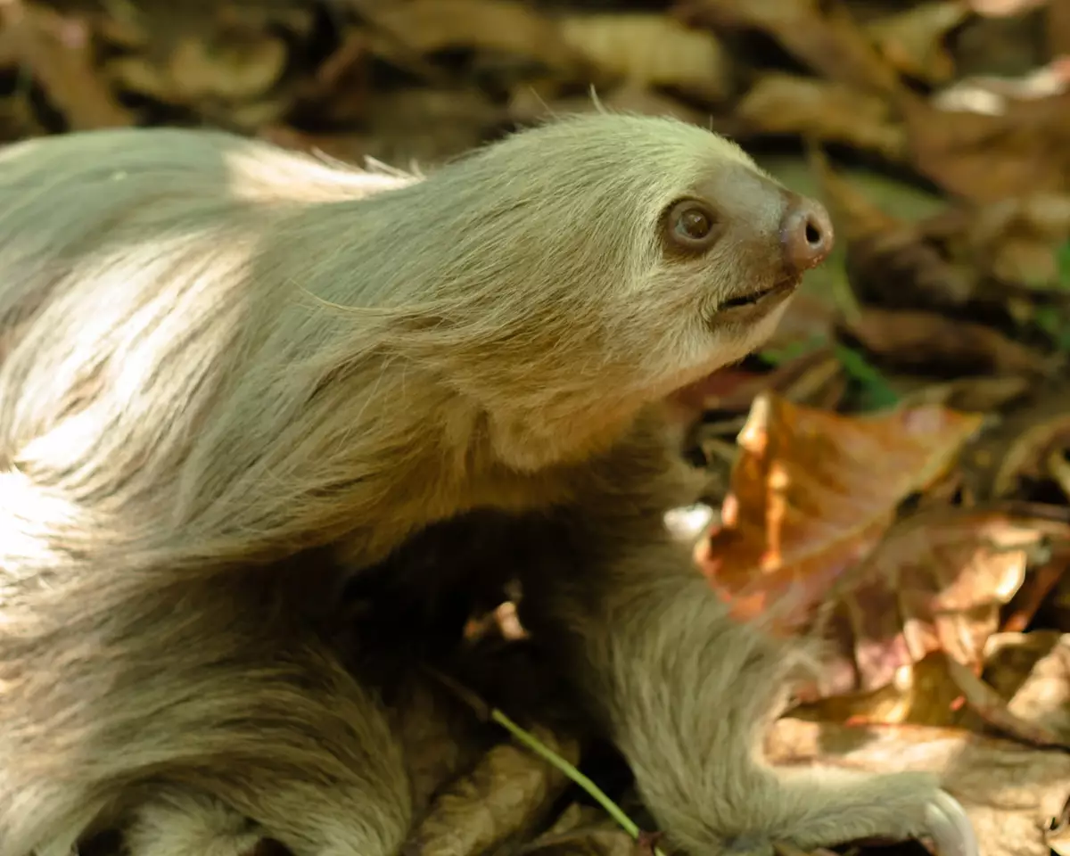 Sloth
