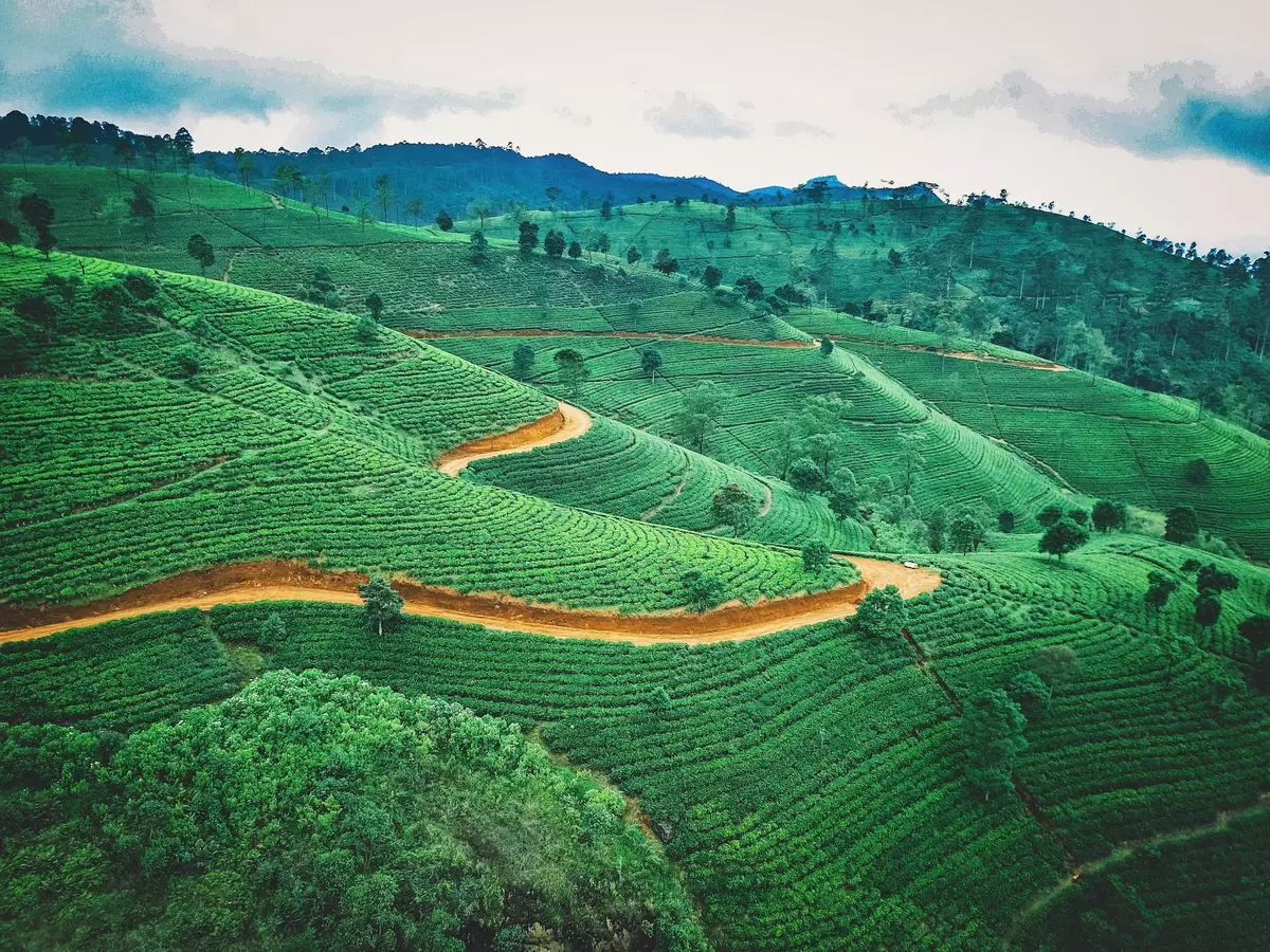 Tea plantation