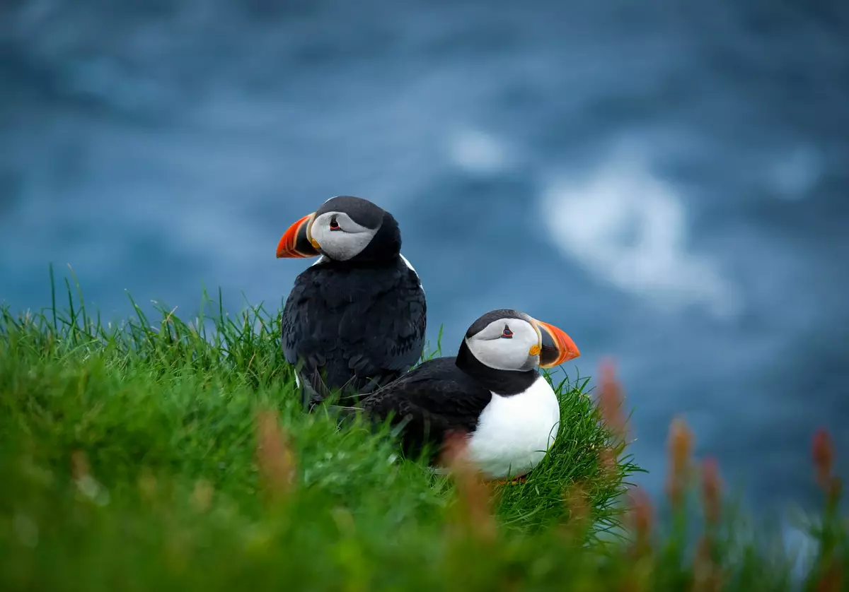 Puffins, Mykines