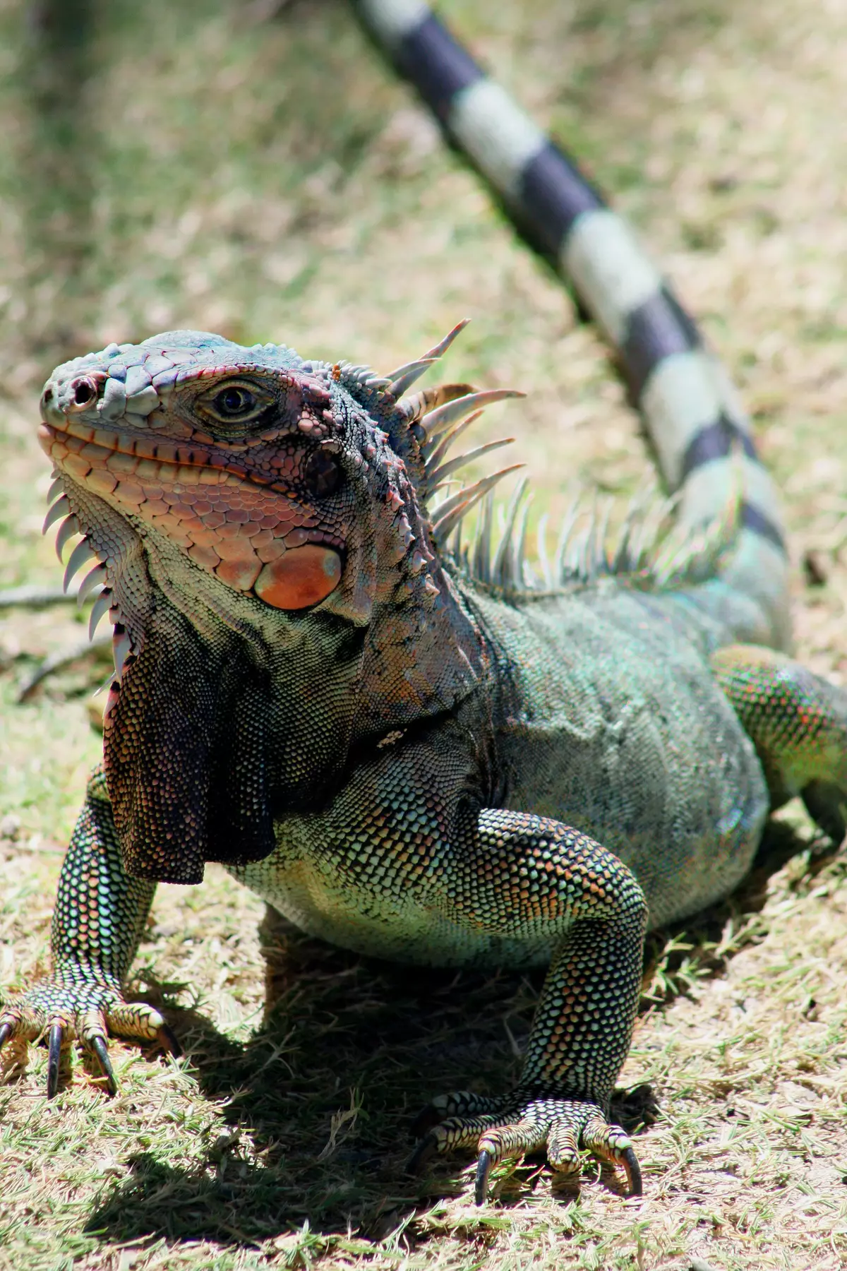 Iguana