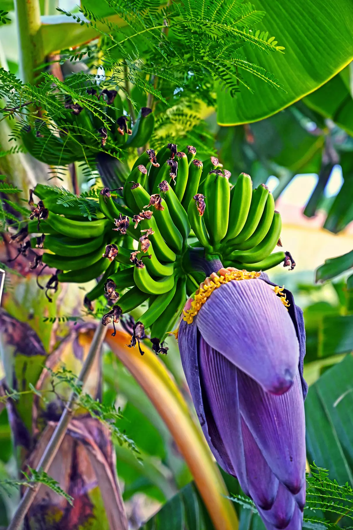 Banana tree