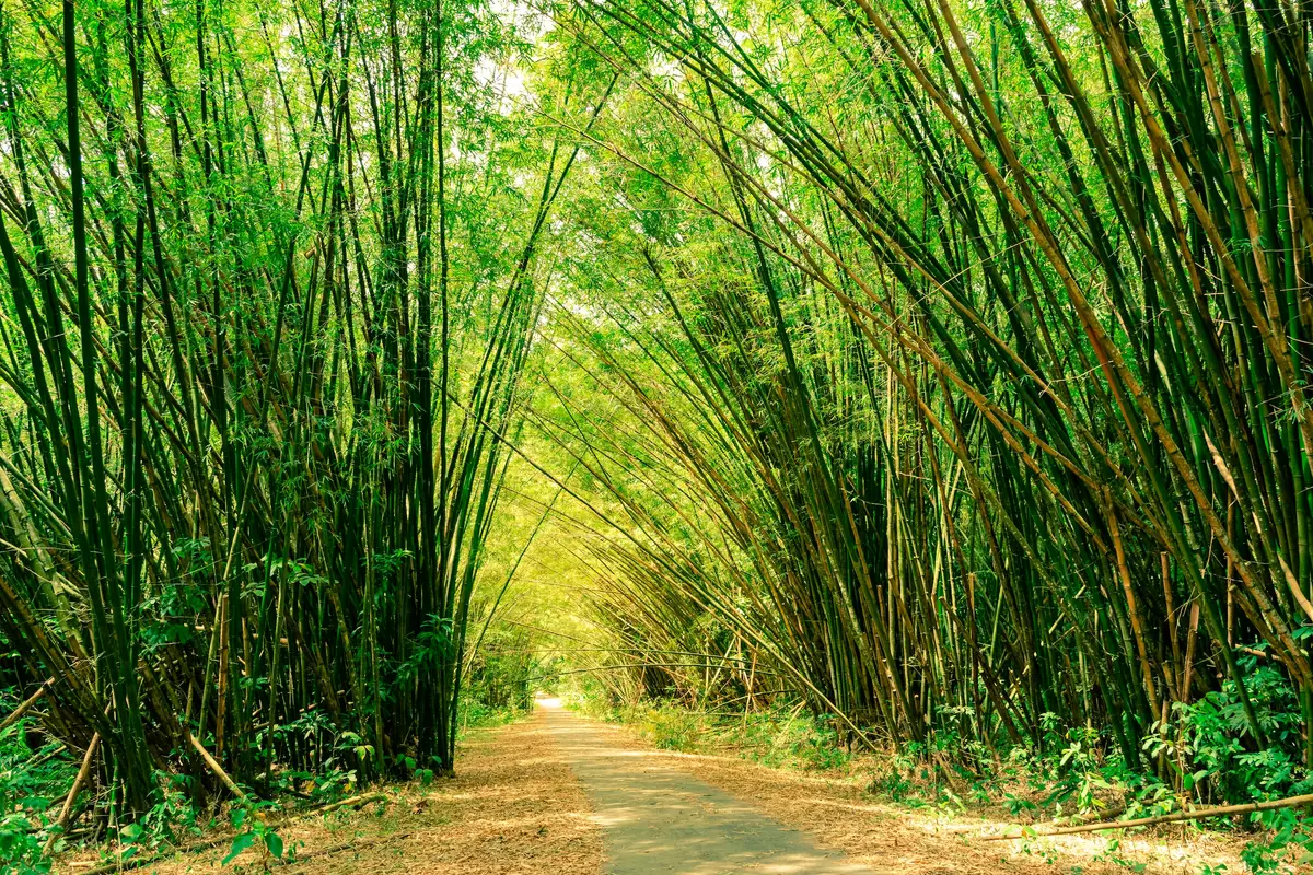 Bamboo Cathedral