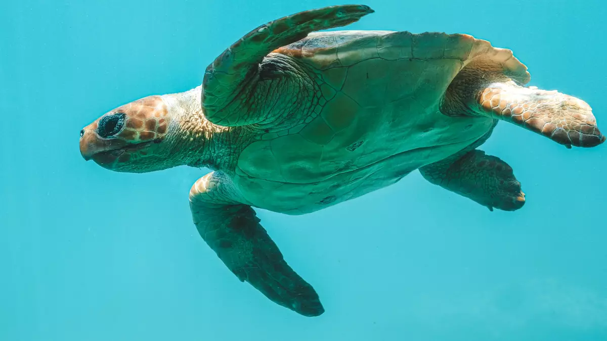 Sea turtle