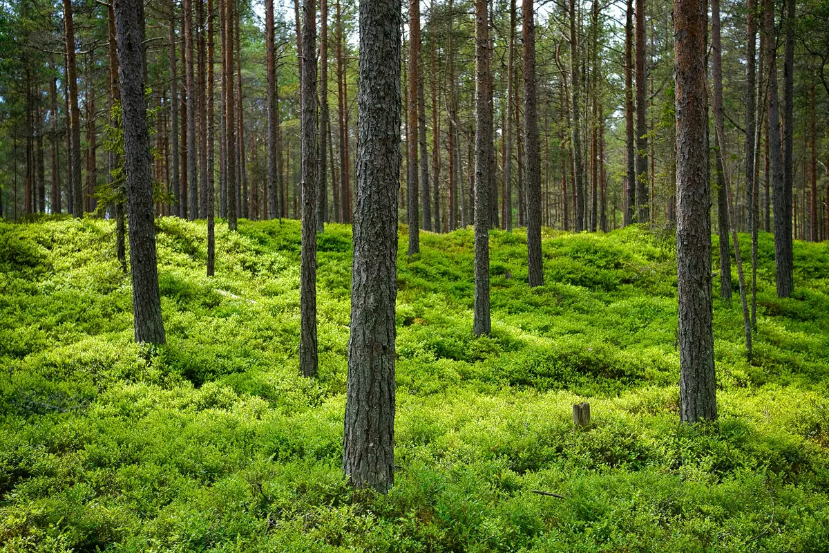 Kaberneeme, Harju County