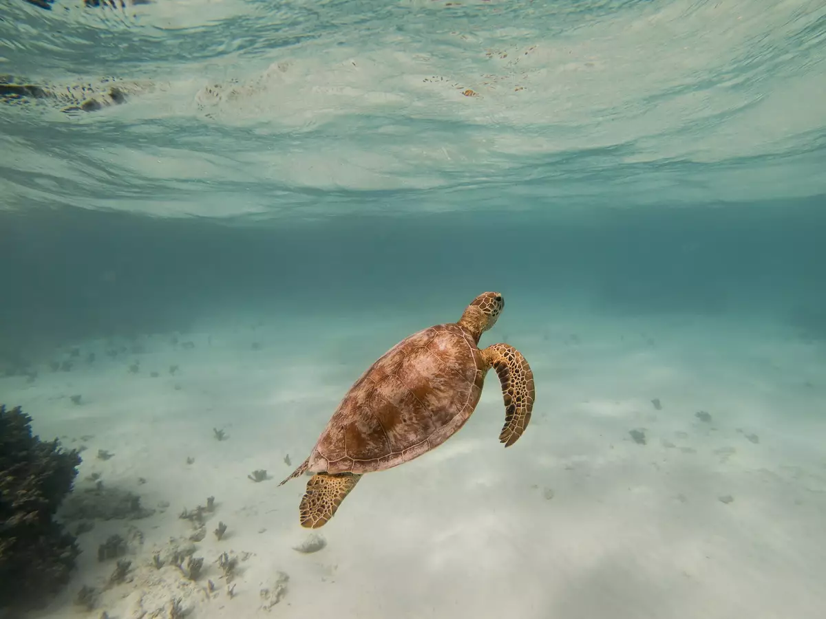 Sea life