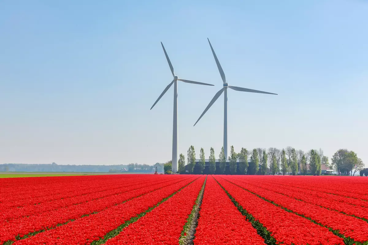 Tulip fields