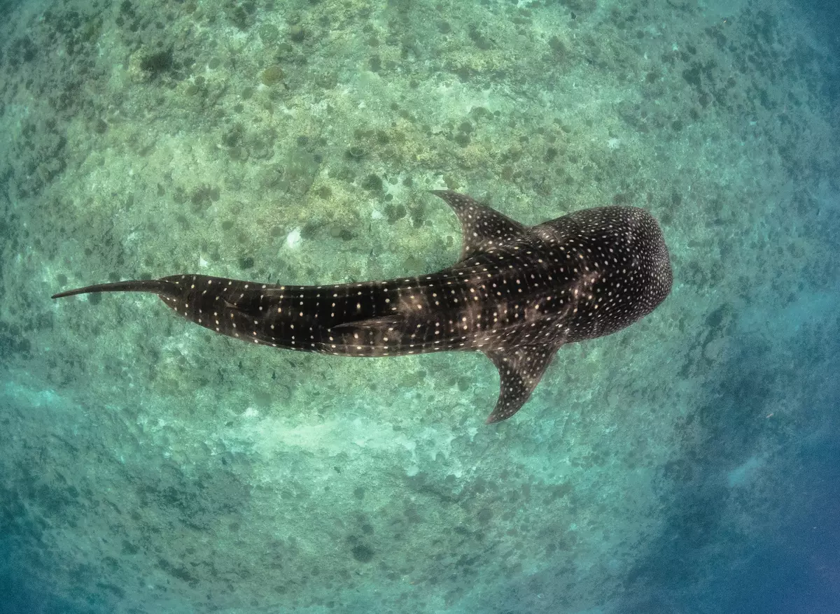 Whaleshark