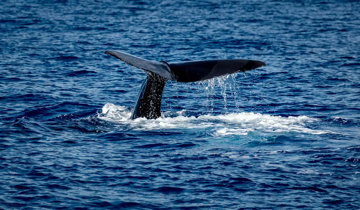 Sperm Whale