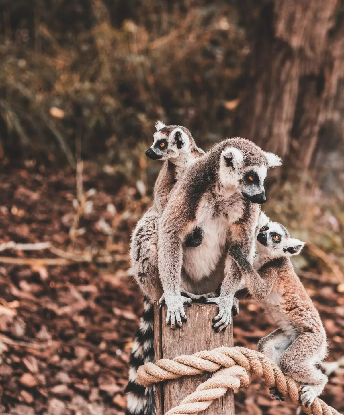 Lemurs