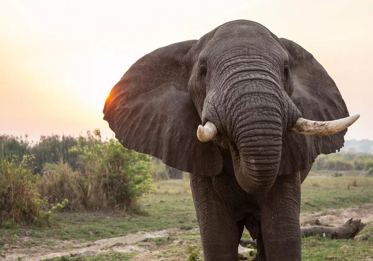 Murchison Falls National Park