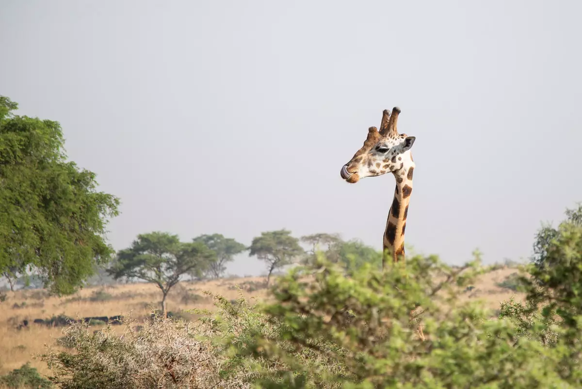 Murchison Falls National Park