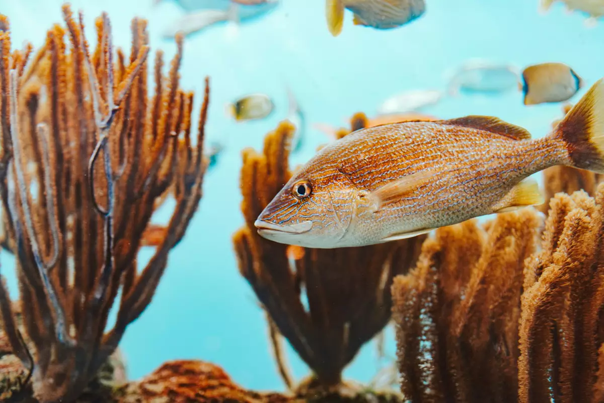 Bermuda Aquarium, Museum and Zoo