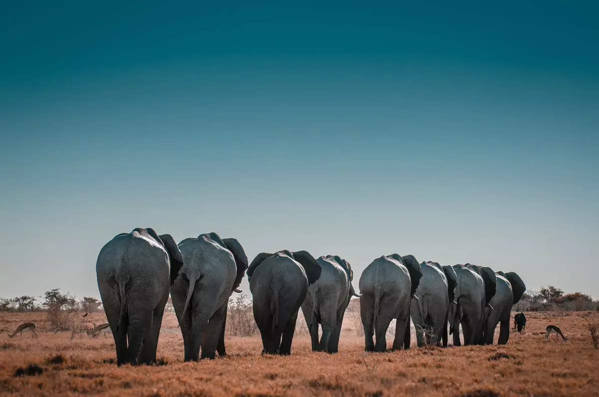 Etosha National Park