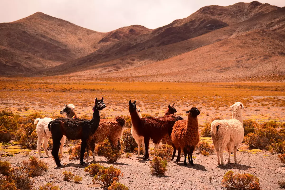 Llamas in Argentina