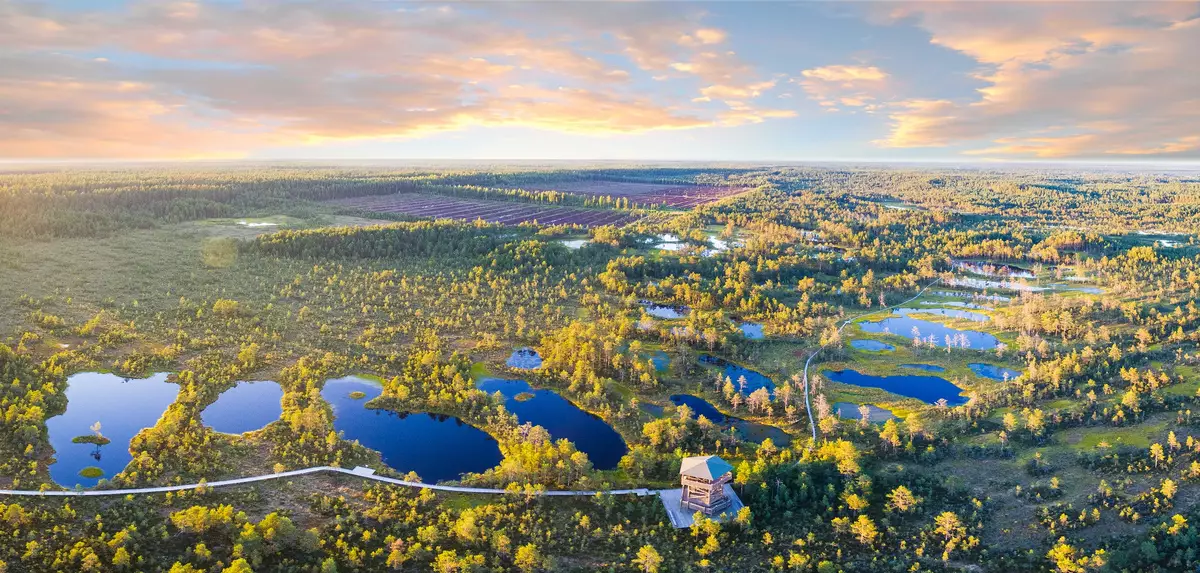 Viru bog