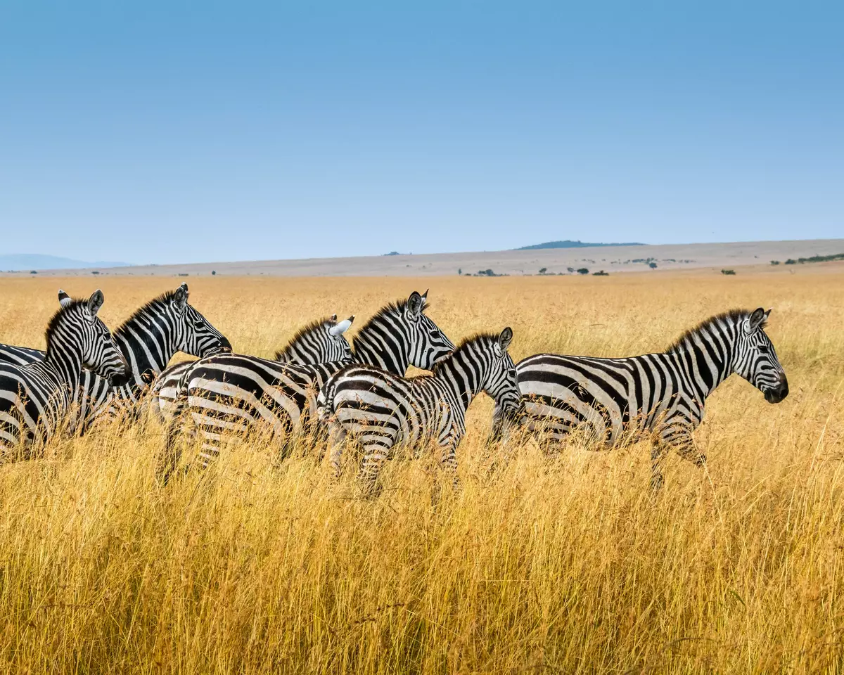Maasai Mara National Reserve