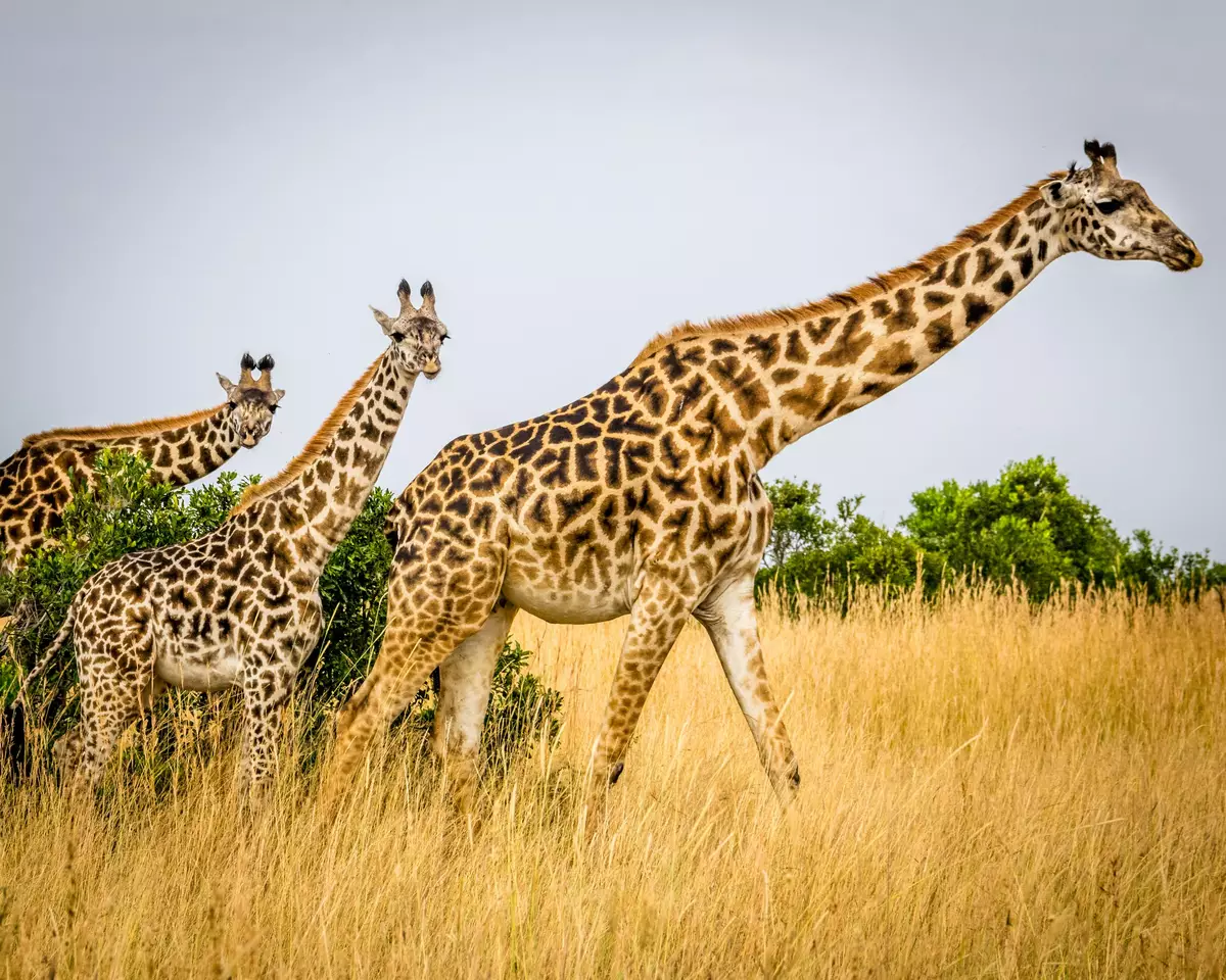 Maasai Mara National Reserve